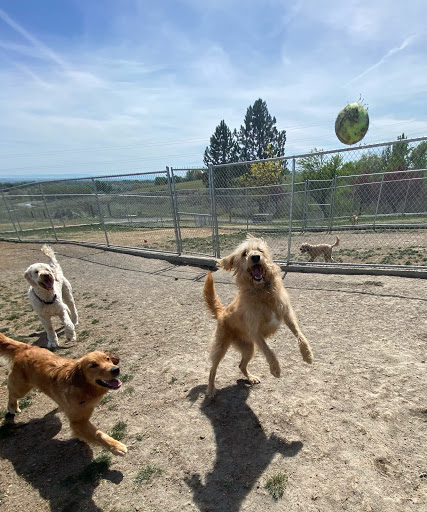 Ruff "INN" It Kennels - Image 1