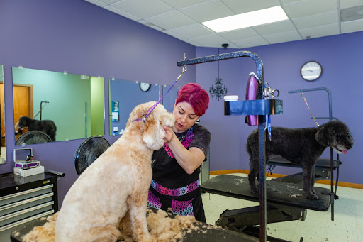 Hair Of The Dog Pet Spa - Image 1