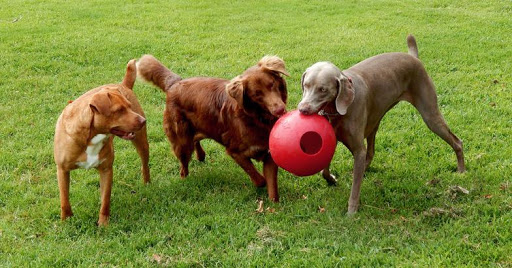 Route 66 Dog Ranch - Image 1