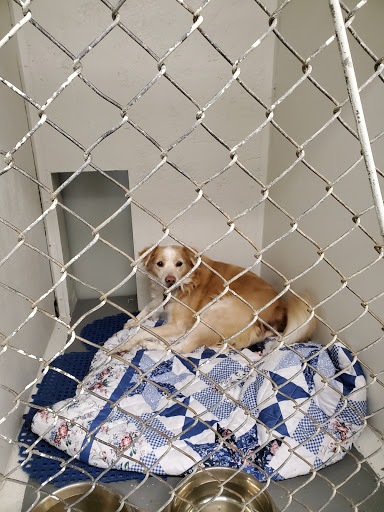 Mt. Tom Boarding Kennel - Image 1