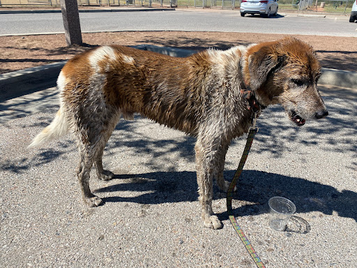 Paw Wash - Image 1