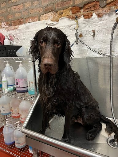 Urban Canine Doggy Day Spa - Image 1