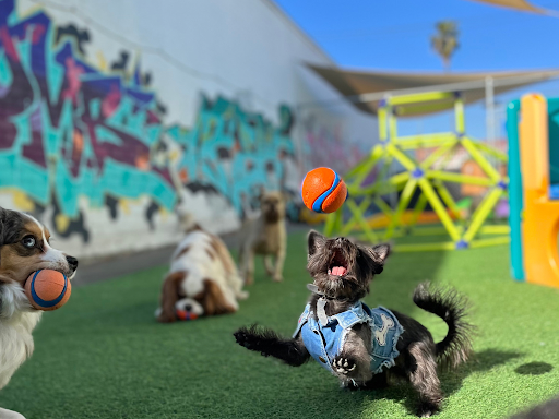 Riley's Doggie Daycare - Image 1