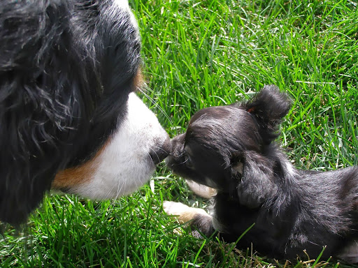 Forest Ridge Kennel - Image 1