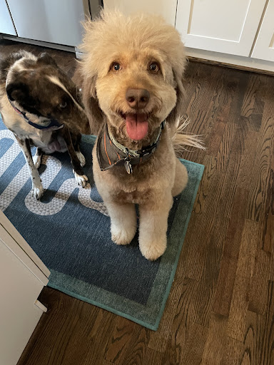 Floof Grooming Salon - Image 1