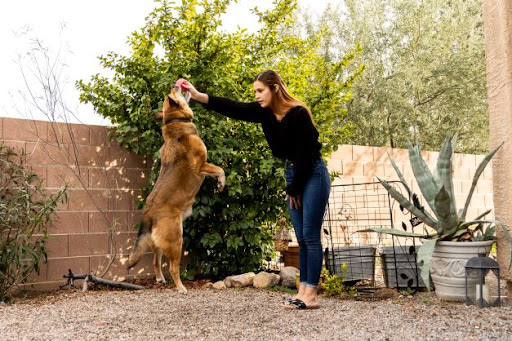 Sol Dog Lodge Grooming Spot and Training Center - Image 1