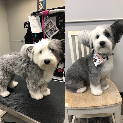 Utah School of Pet Grooming - Image 1