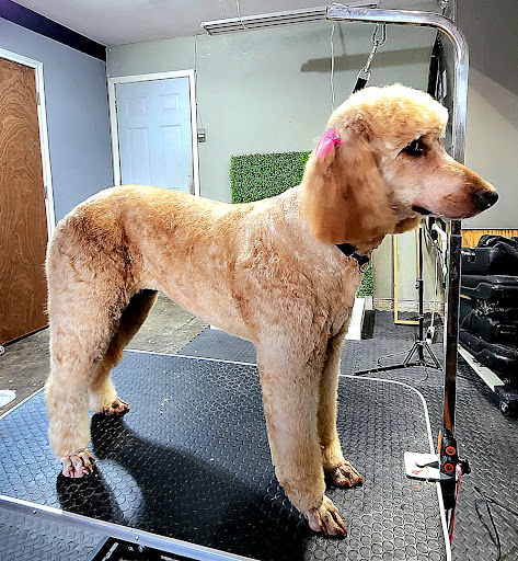 RGV Groom Room pet grooming - Image 1