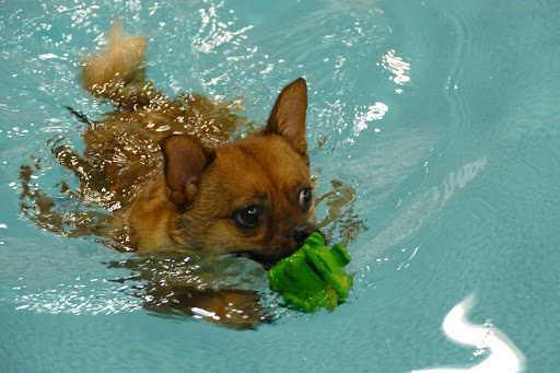 Alaska K9 Aquatics - Image 1