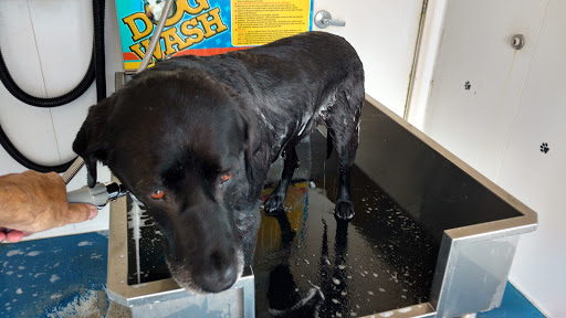 Shiny Dog Dog Wash - Image 1