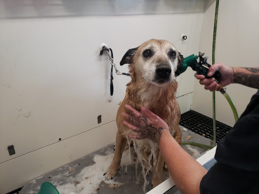 the animal express mobile pet grooming - Image 1