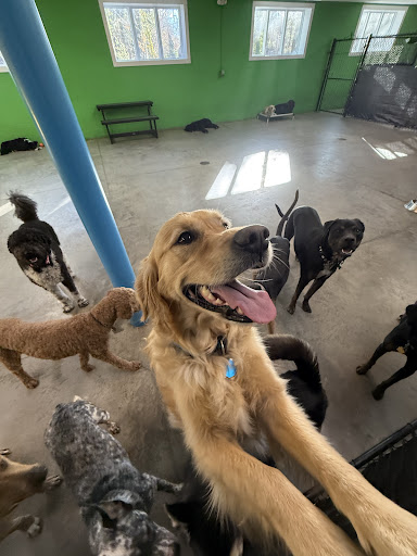 You Work I'll Play Dog Daycare - Image 1