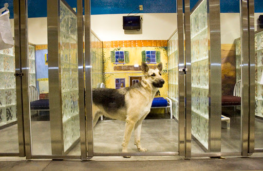 Pete & Mac's Pet Resort Palatine - Image 1