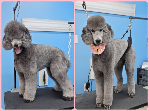 Scruffy To Fluffy Pet Spa - Image 1