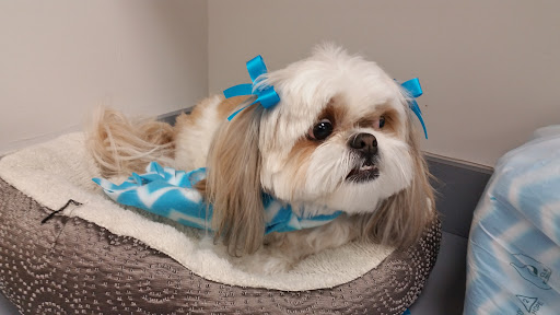 Pampered Paws - Pet Grooming - Image 1