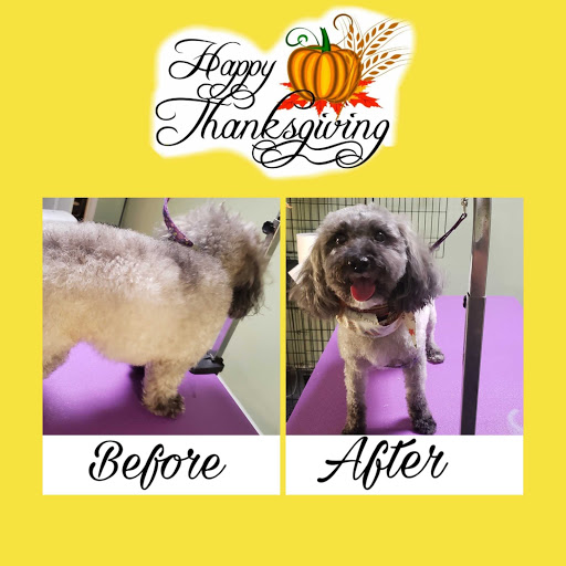 Shear Paradise Dog Grooming - Image 1