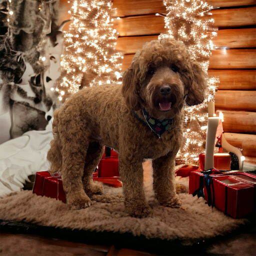 Mainely Pups Grooming - Image 1