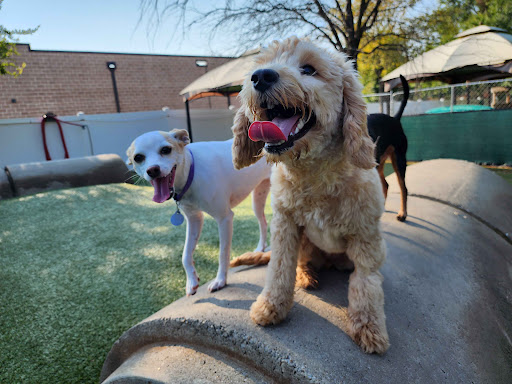 Canine Courtyard Lewisville - Image 1