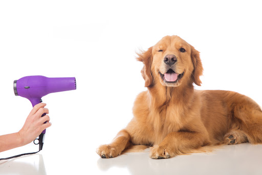 Keoke Kennels Grooming & Boarding - Image 1