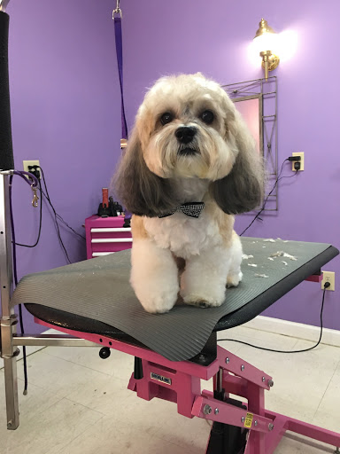 Dandy Dogs Pet Spa - Image 1