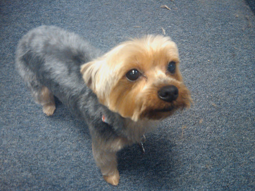 Dog In Suds Grooming - Image 1