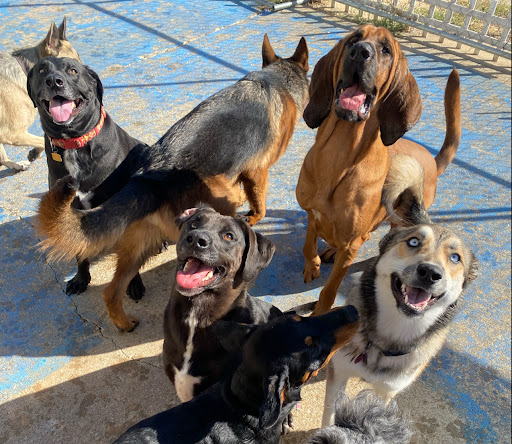 Loyal Blue Pawfessional Puppy School - Image 1