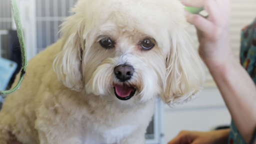 Debbie’s Dog Grooming - Image 1