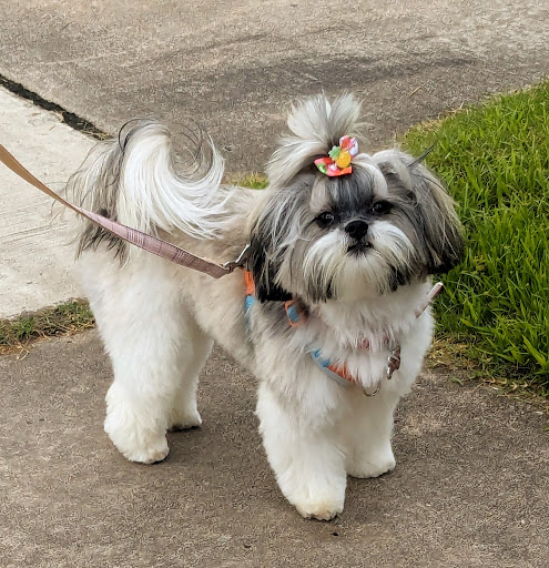 The Barking Lot - Image 1