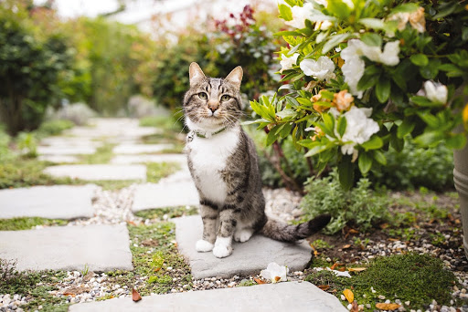 PetSmart Grooming - Image 1