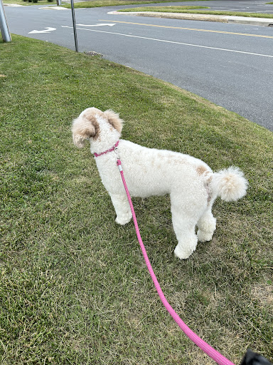 Diamonds Place Dog Grooming - Image 1