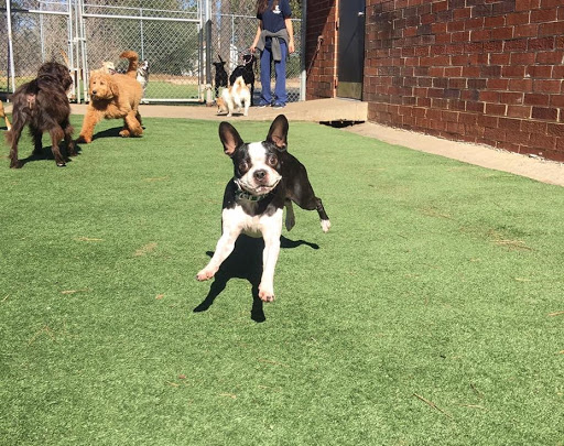 Bark Avenue Pet Resort - Image 1