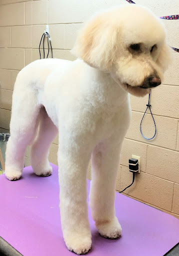 Dog Grooming at Brookside Animal Clinic - Image 1