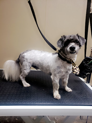 Shaggy Dog Grooming - Image 1