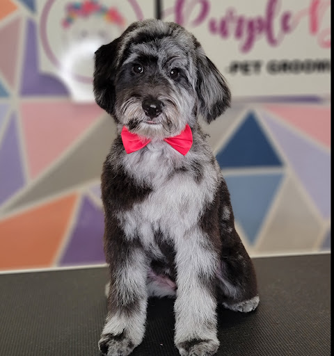 Purple Doodle Dog Grooming - Image 1