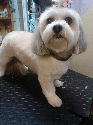 Angela's Top Dog grooming - Image 1