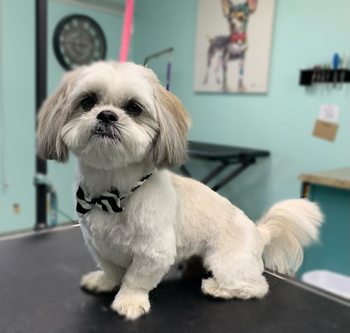 Fuzzy Bones Dog Grooming - Image 1