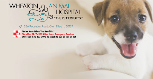 Wheaton Animal Hospital - Image 1