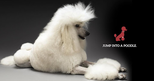 Yardley Dog Grooming - Image 1