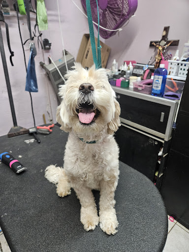 Groom to Bloom Pet Salon - Image 1