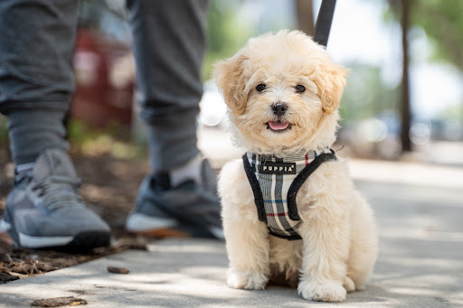 UrbanWagz - Pet Grooming, Boarding and Training - Image 1