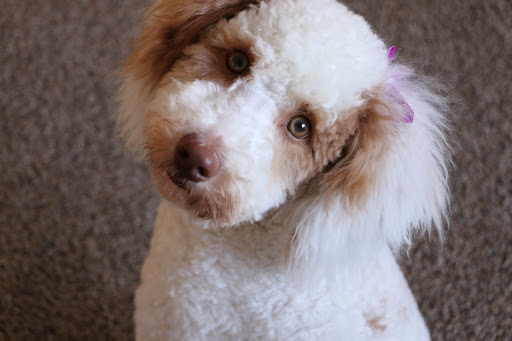 Brigitte's Dog Grooming - Image 1