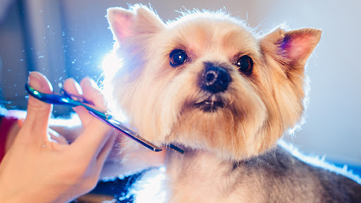 Pet Styles Grooming Salon - Image 1