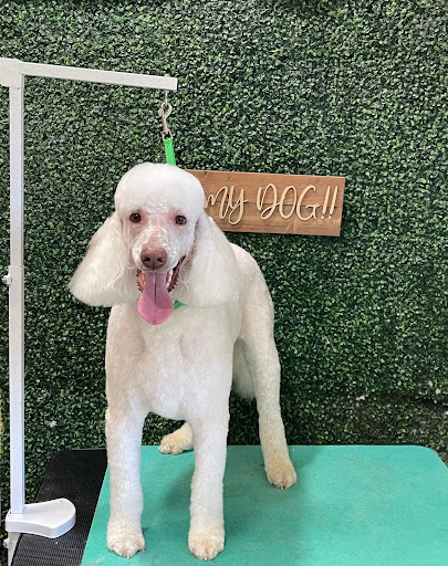 OH MY DOG Pet Spa - Image 1