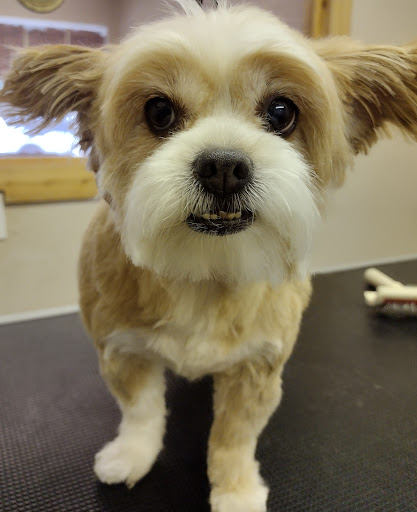 Lake Air Grooming Salon - Image 1