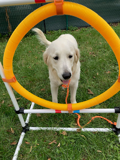 A Closer Bond Dog Training & Learning Center - Northwest Highway - Image 1