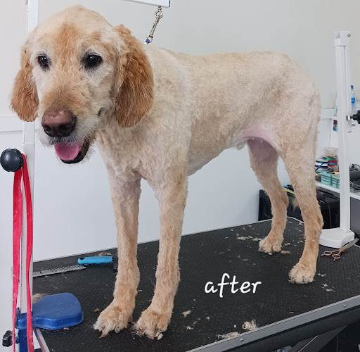 Ruff Cuts Grooming - Image 1