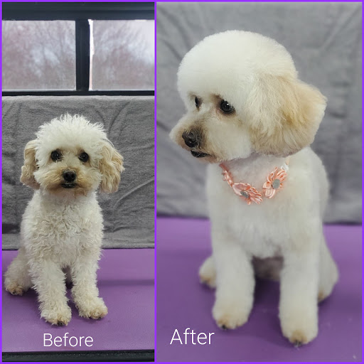 Angela's Pet Spa, LLC - Image 1