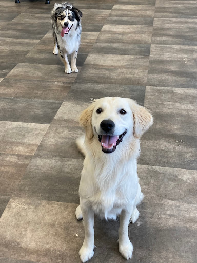 Pups groom. train. love. - Image 1