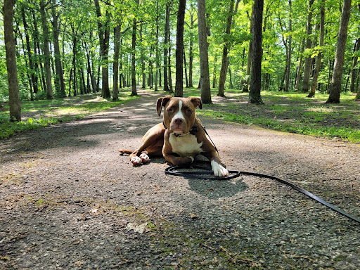 Ashland Doggy Daycare, LLC - Image 1