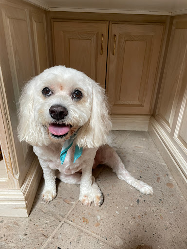 Minerva's Pet Grooming and Boarding - Image 1